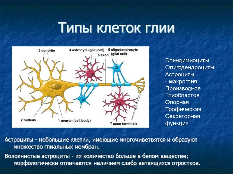 Типы клеток глии Астроциты - небольшие клетки, имеющие многочиветвятся и образуют множество глиальных мембран.